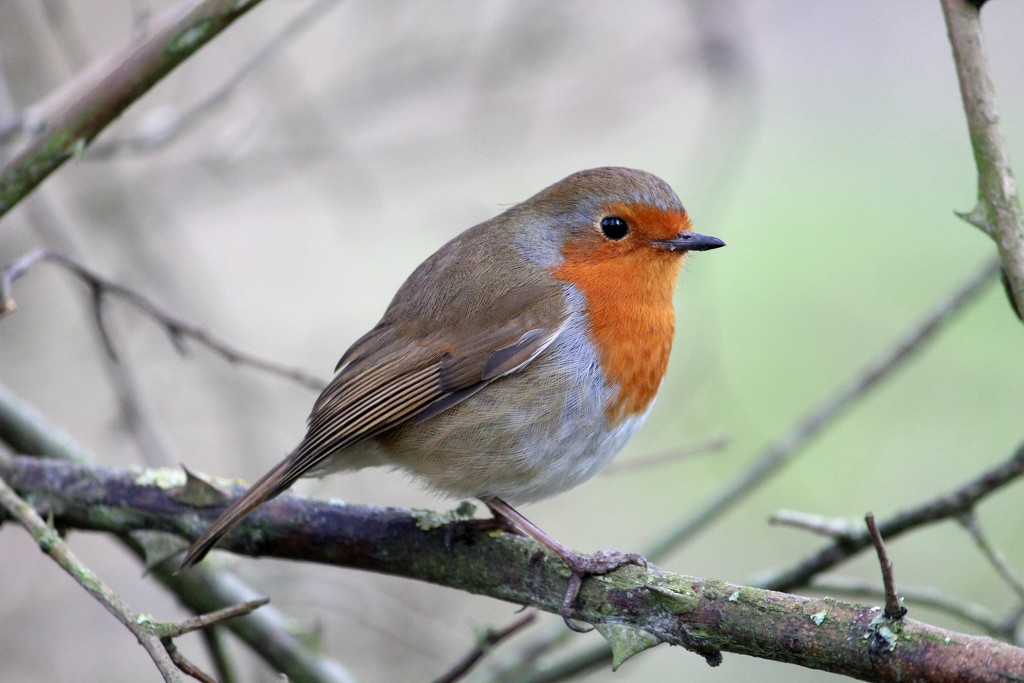 A robin called Robin by judithg