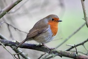 7th Mar 2016 - A robin called Robin