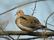 7th Mar 2016 - Mourning Dove