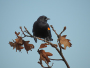 7th Mar 2016 - Red-winged Blackbird on a Oak Tree