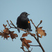 Red-winged Blackbird on a Oak Tree by rminer