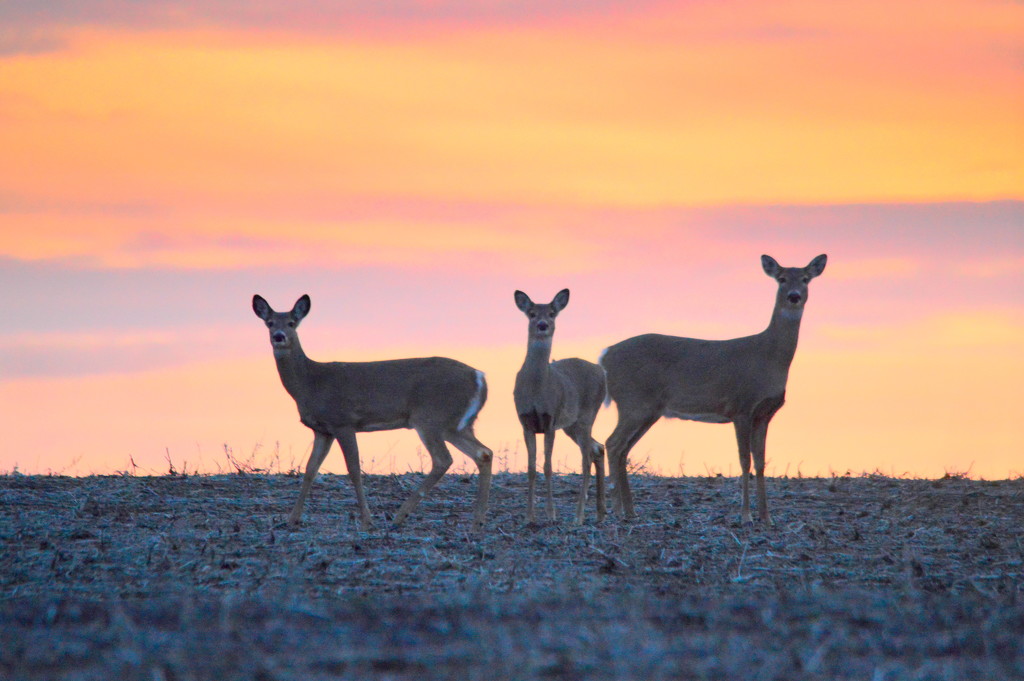 Three Deer at Dawn by kareenking
