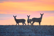 7th Mar 2016 - Three Deer at Dawn