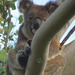 bright eyes by koalagardens