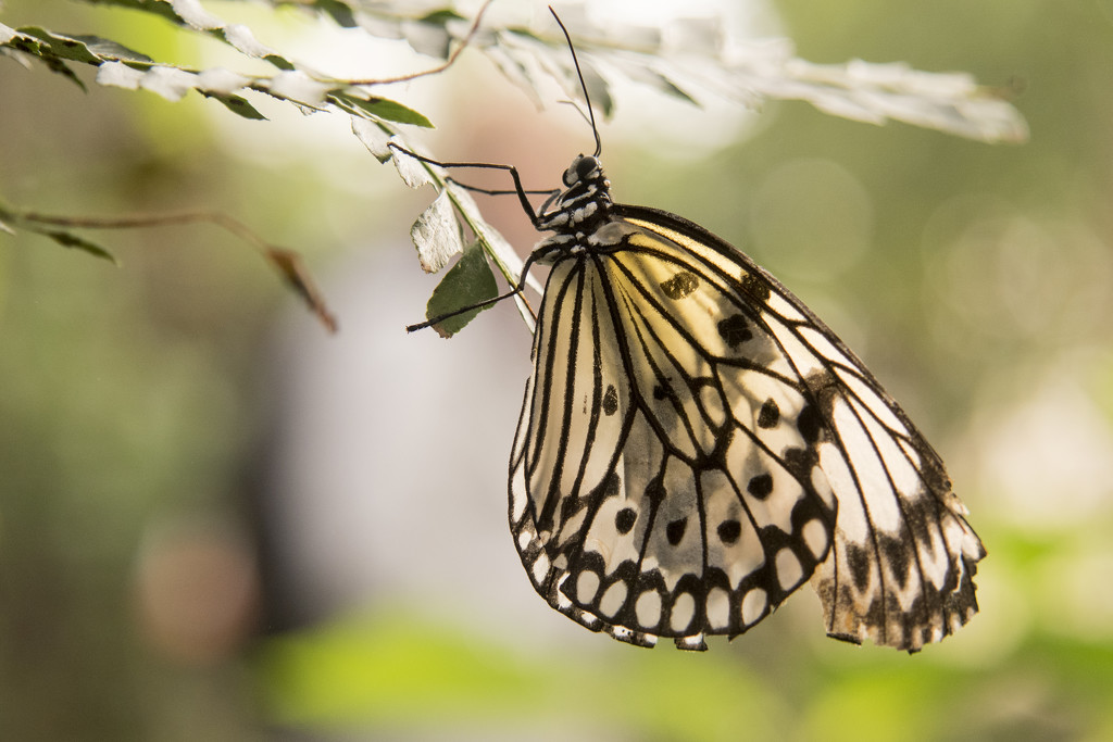 Follow your dreams on Butterfly Wings by bizziebeeme