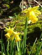 7th Mar 2016 - Daffodils in the sunshine ...