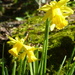 Daffodils in the sunshine ... by snowy