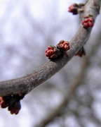 7th Mar 2016 - Red Buds