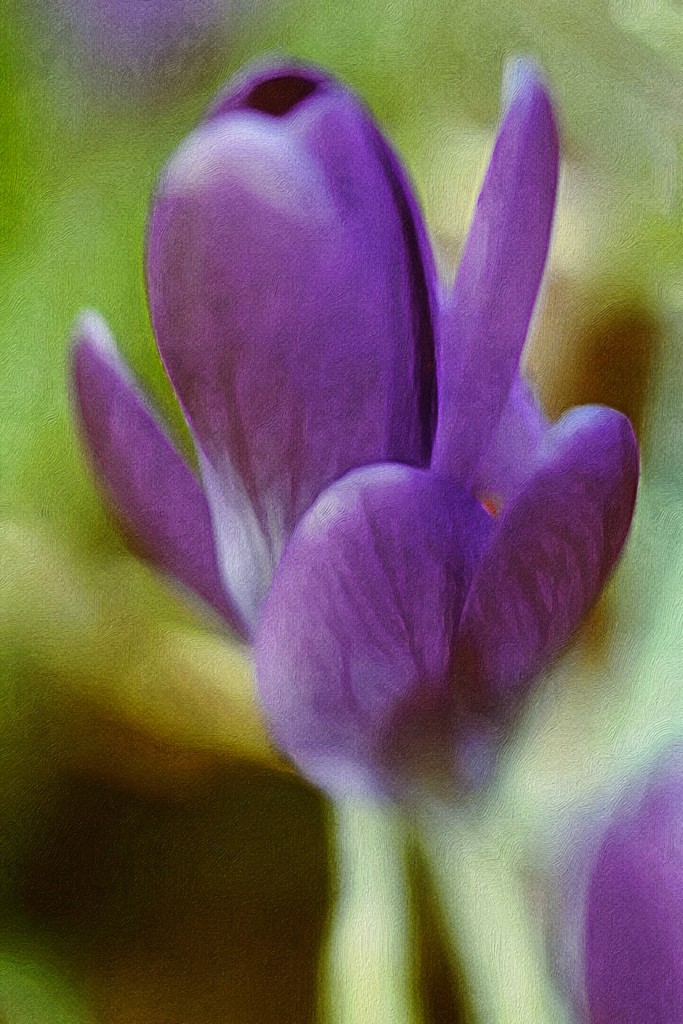 Purple Petals by mzzhope
