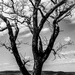 Not Much Longer with Bare Limbs by milaniet