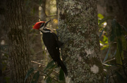 7th Mar 2016 - Pileated Woodpecker