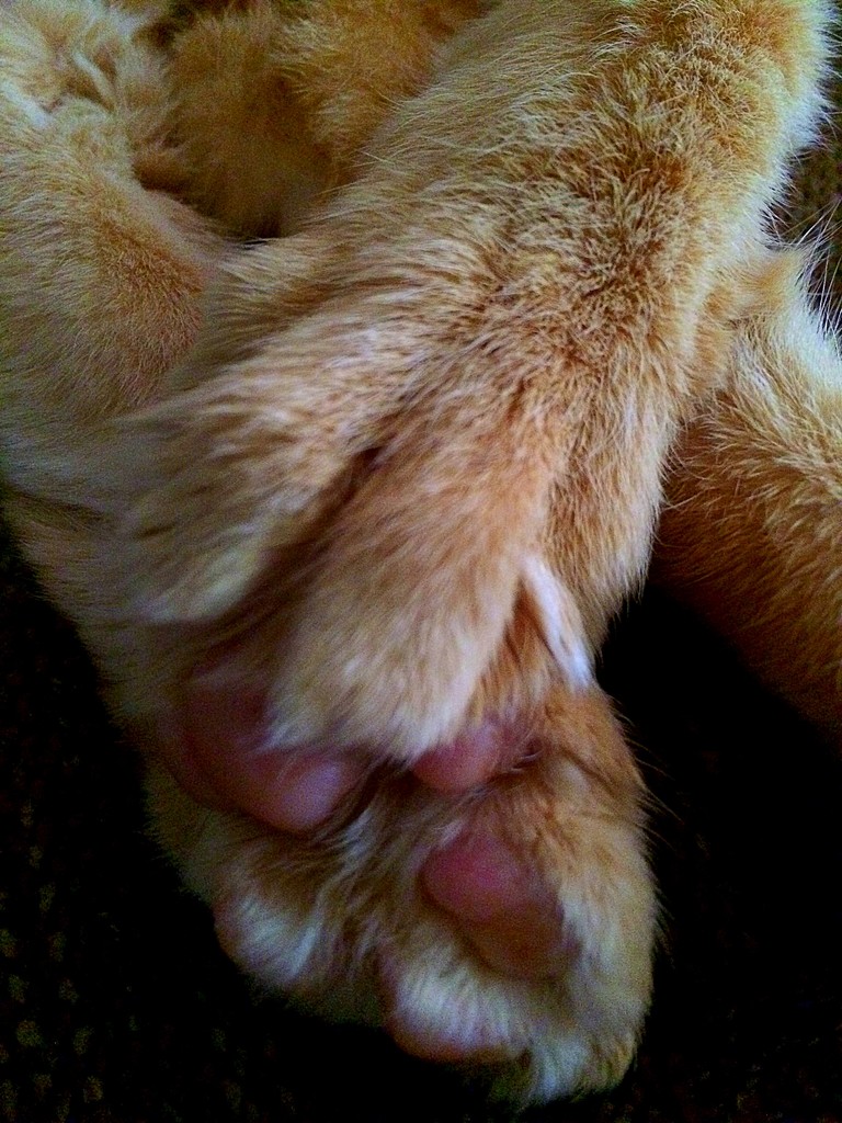 Orange Tabby Paws by homeschoolmom