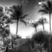 Sunrise Palms ... by pdulis