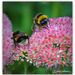 Fluffy Bee Bum...  by julzmaioro