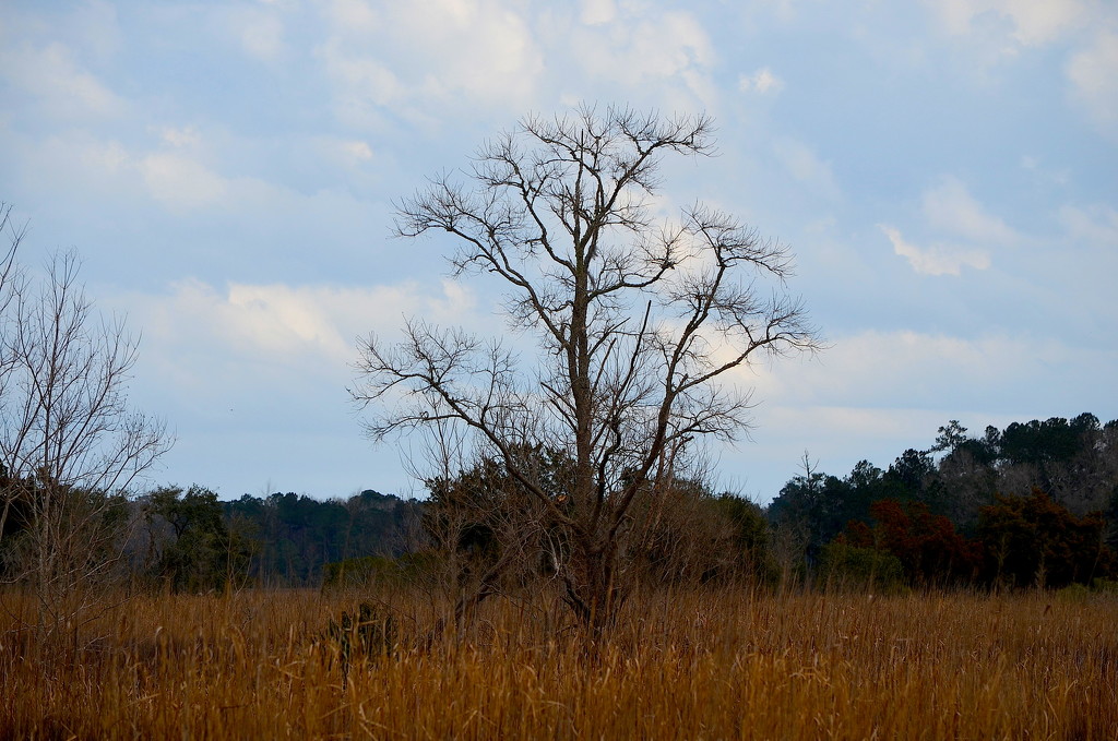 Lone tree and dry, winter brown marsh grass, Caw Caw Interpretive Center, Ravenel, SC by congaree