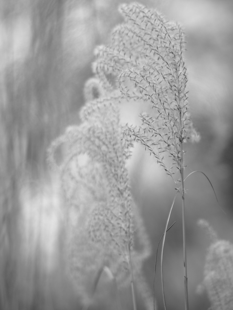 Grasses by tosee