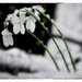 2016-03-08 a soft spot for snowdrops by mona65