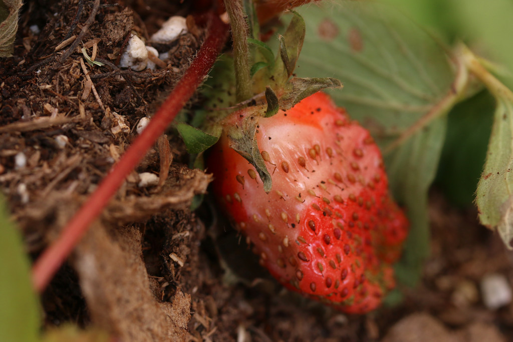 Who nibbled on my strawberry?! by ingrid01
