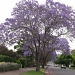 Jacaranda in bloom by loey5150