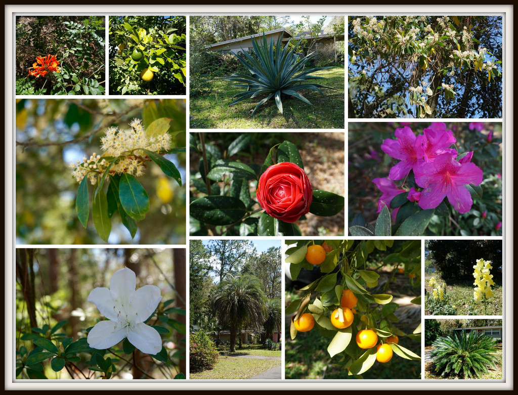 Florida Flora by allie912