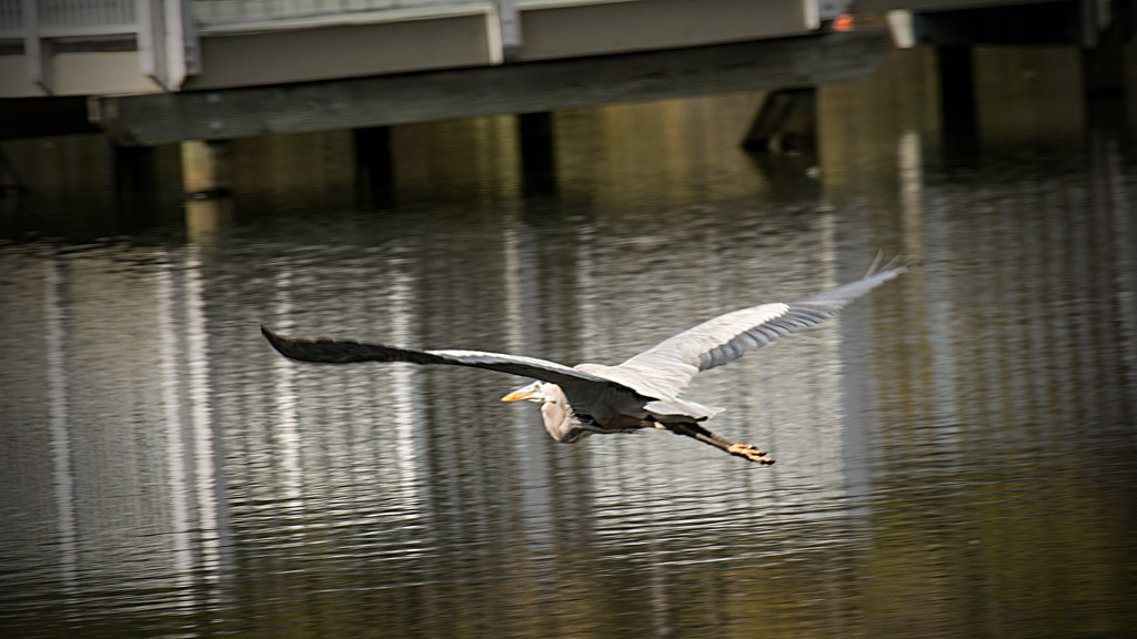Great Blue Heron Leaving the Scene! by rickster549