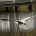 Great Blue Heron Leaving the Scene! by rickster549