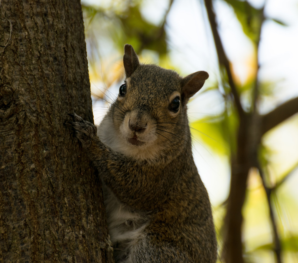 Eye to Eye with Mr Squirrel! by rickster549