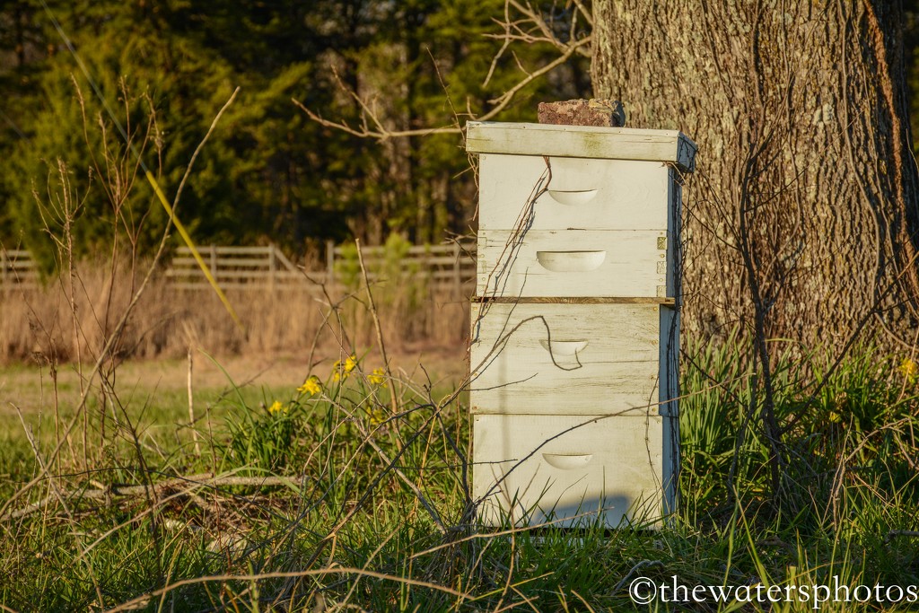 Late afternoon sun on the bee hive by thewatersphotos