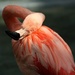 Overly Dramatic Flamingo by kerosene