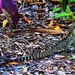 Adolescent Eastern Water Dragon. by happysnaps