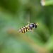 Hover, Hover, Hoverfly! by gigiflower