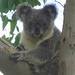 tucked in by koalagardens