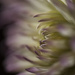 Chrysanthemum by fillingtime