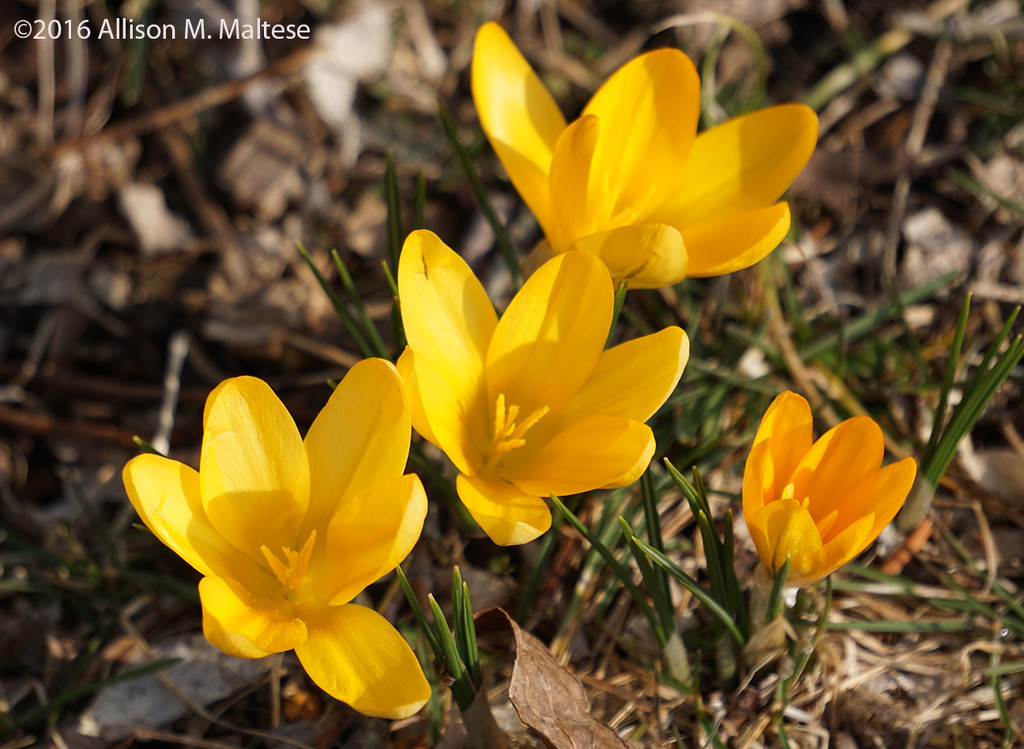 First Crocus by falcon11