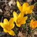 First Crocus by falcon11