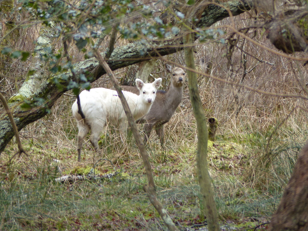  Sika Deer  by susiemc