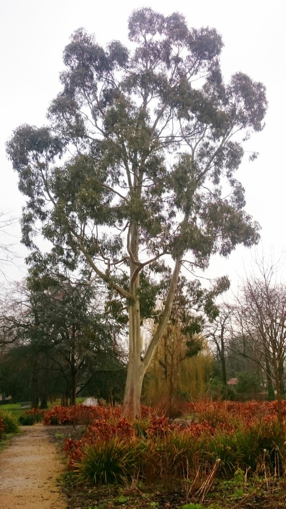 E is for eucalyptus by boxplayer