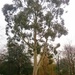 E is for eucalyptus by boxplayer