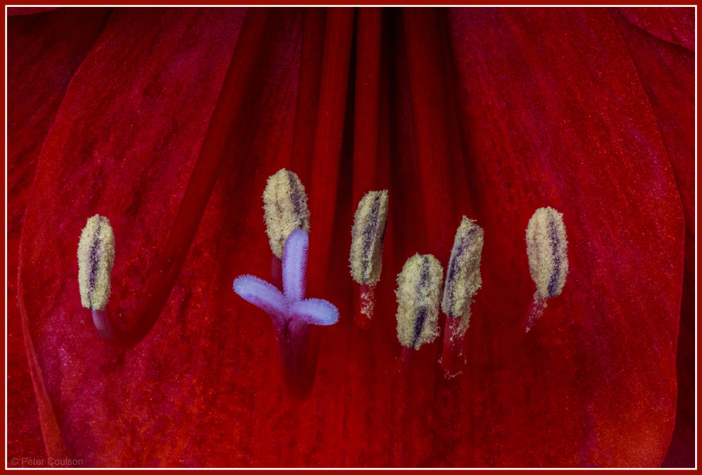 Amaryllis-3 by pcoulson