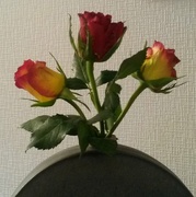 8th Mar 2016 - Love roses 