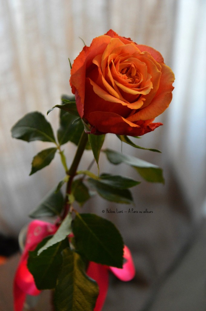 A rose for the Women's day by parisouailleurs