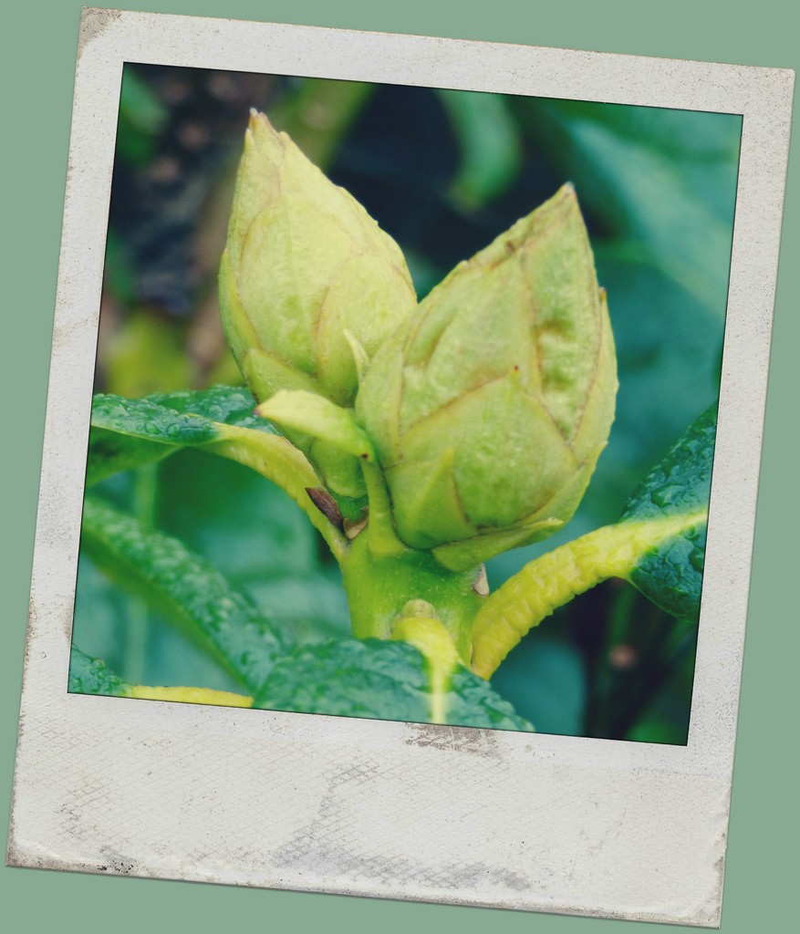 Rhododendron Buds   by beryl