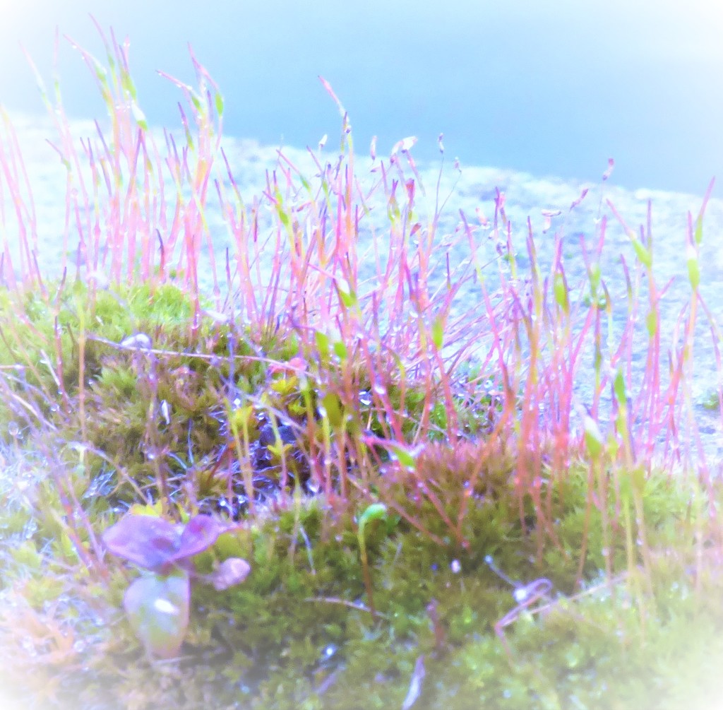 Psychedelic moss  by beryl