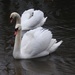 Swans by oldjosh