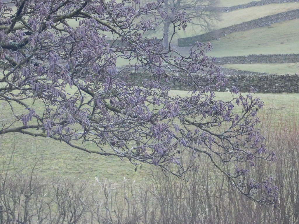 purple alder catkins (probably) by anniesue