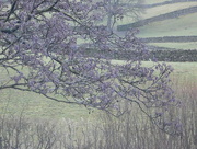 8th Mar 2016 - purple alder catkins (probably)