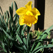 One Single Daffodil by yogiw