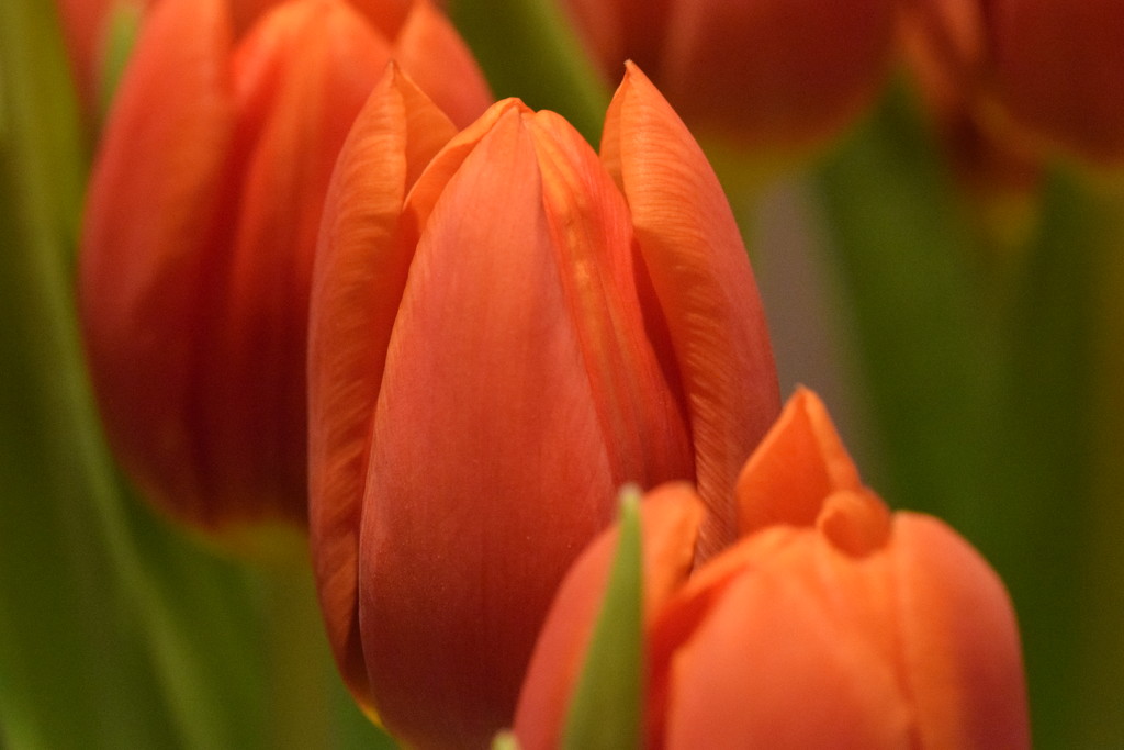 tulips by christophercox