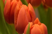 9th Mar 2016 - tulips
