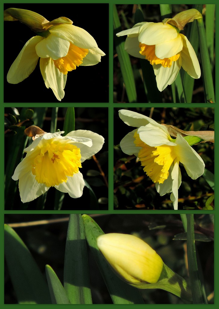Daffodils in Golden Sunlight by homeschoolmom